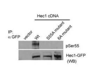 Western Blot: NDC80 [p Ser55] Antibody [NBP3-13726]